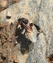Tetragonilla collina