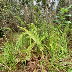 Nephrolepis cordifolia