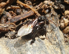 Tetragonilla collina