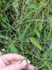 Muhlenbergia frondosa