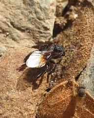 Tetragonilla collina