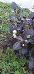 Alternanthera brasiliana