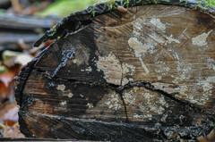 Cylindrobasidium laeve