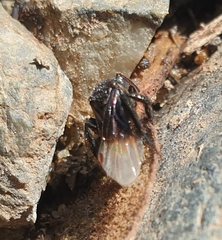 Tetragonilla collina