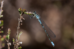 Coenagrion lunulatum