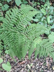 Macrothelypteris
