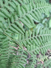 Macrothelypteris
