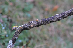 Simocybe haustellaris