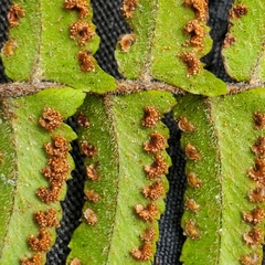 Nephrolepis cordifolia