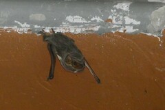 Taphozous mauritianus