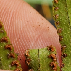 Nephrolepis cordifolia