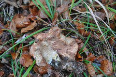 Armillaria cepistipes