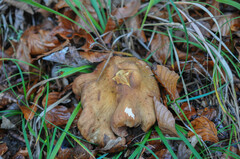 Armillaria cepistipes