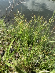 Fimbristylis bisumbellata