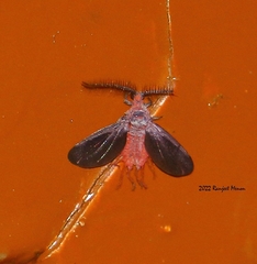 Drosicha