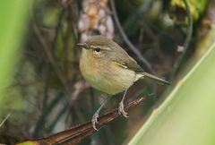 Phylloscopus canariensis
