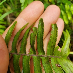 Nephrolepis cordifolia