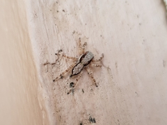 Menemerus bivittatus