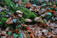 Armillaria cepistipes