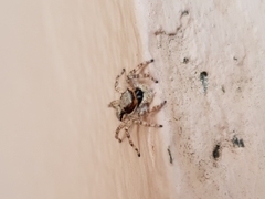 Menemerus bivittatus