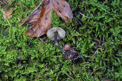 Myochromella boudieri