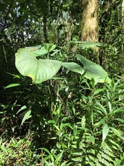 Xanthosoma