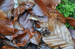 Myochromella boudieri