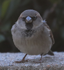 Passer domesticus