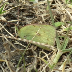 Colias electo electo