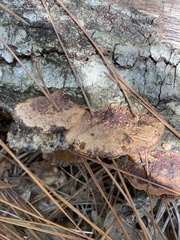 Fuscoporia
