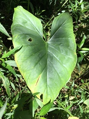 Xanthosoma