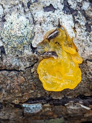 Tremella mesenterica