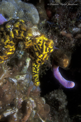 Hippocampus reidi
