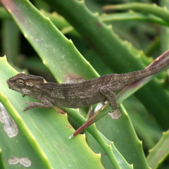 Bradypodion damaranum