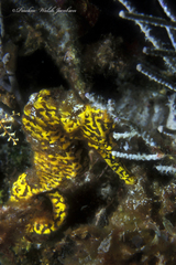 Hippocampus reidi
