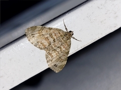 Hammaptera parinotata