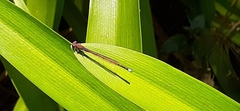 Oxyagrion terminale