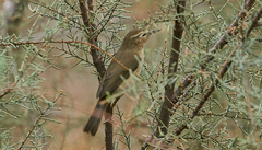 Phylloscopus canariensis
