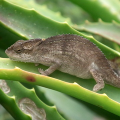 Bradypodion damaranum