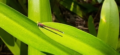 Oxyagrion terminale