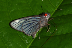 Carystus ploetzi