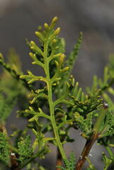 Lavandula canariensis subsp. canariensis image