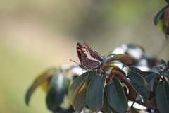 Charaxes saturnus