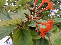 Cordia sebestena