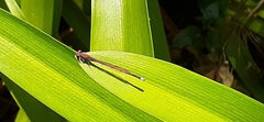 Oxyagrion terminale