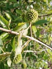 Cordia sebestena