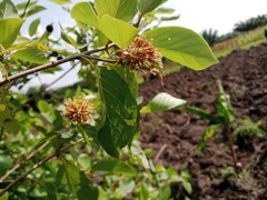 Cordia sebestena