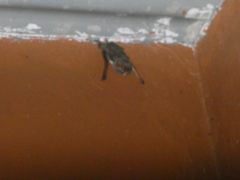 Taphozous mauritianus