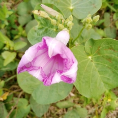 Cordia sebestena