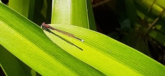 Oxyagrion terminale